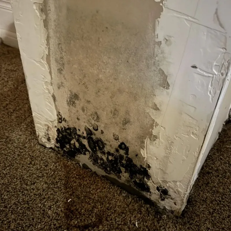 Professional Mold Removal in Harvey, ND